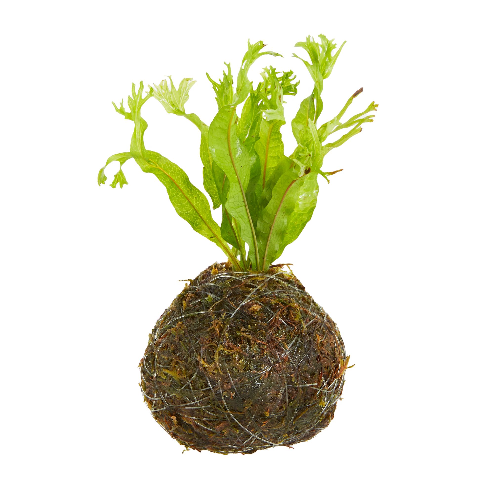 Buy Maalavya Green Live Aquarium Aquatic Plant Moss - 120 G Online at Best  Prices in India - JioMart.