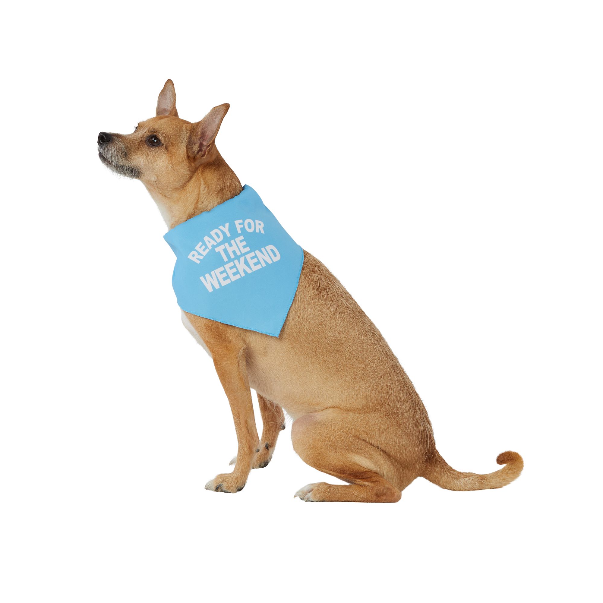 Petsmart dog clearance bandanas