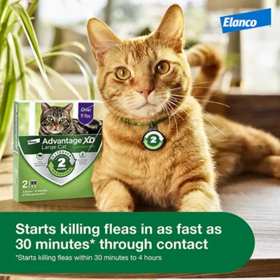 Product Advantage® XD Over 9 lbs Large Cat Flea Prevention & Treatment