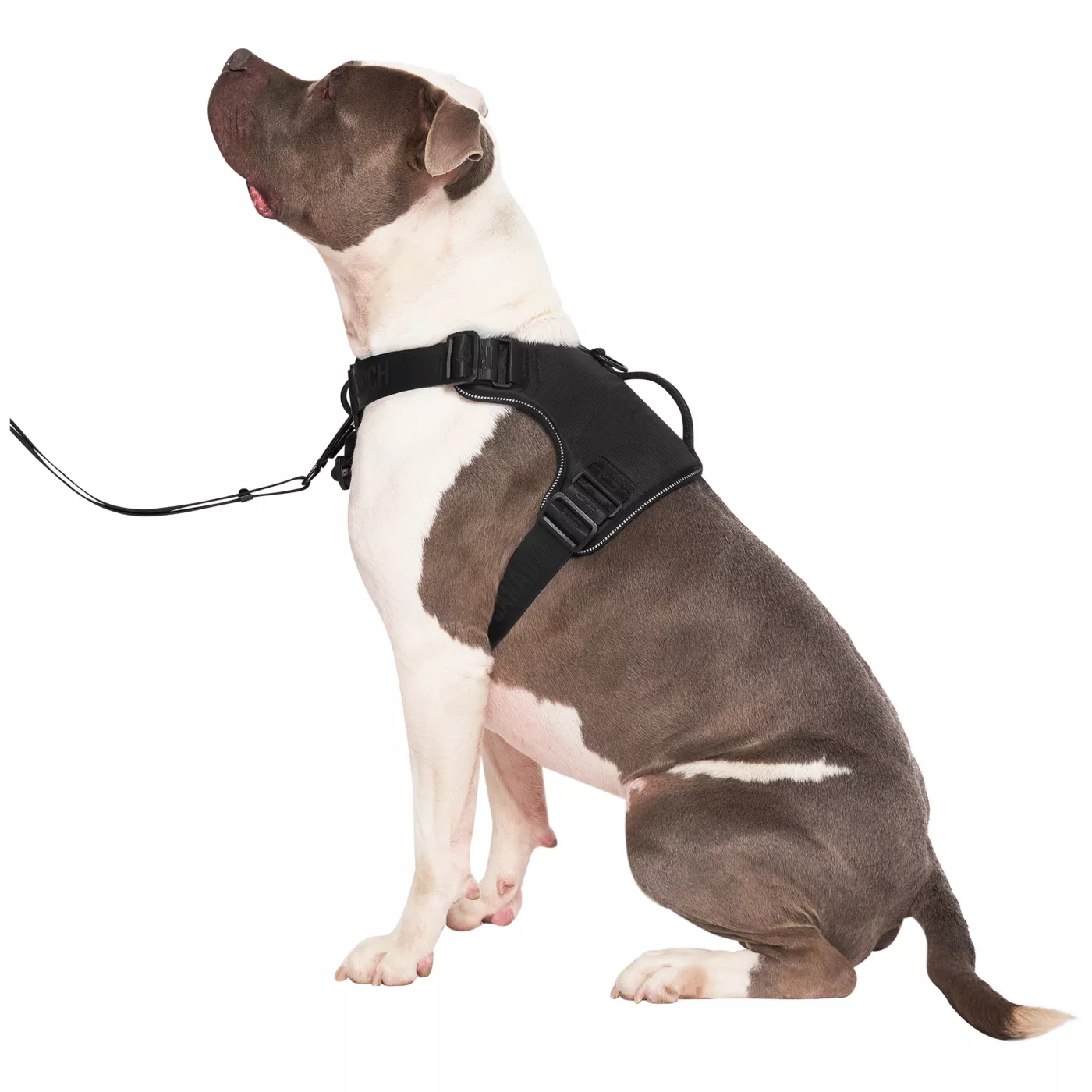 Dog harness with handle petsmart hotsell