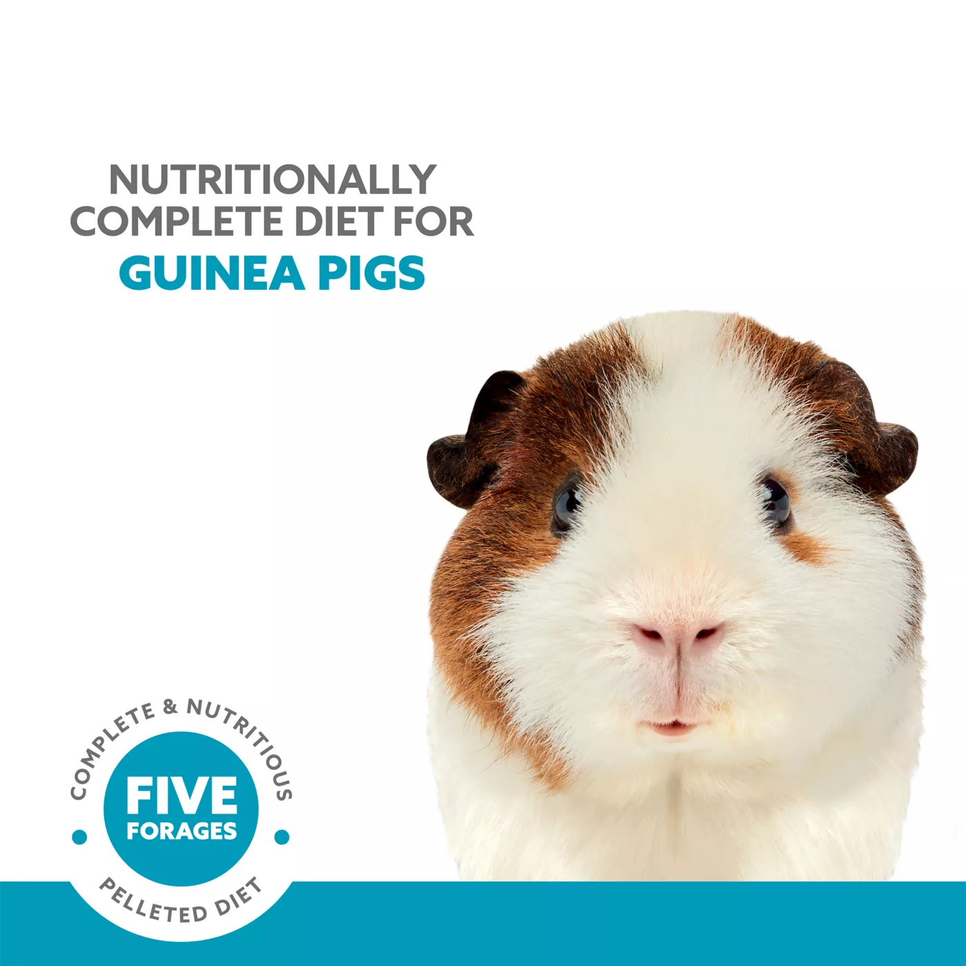 Guinea pig hay petsmart best sale