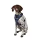 Product Top Paw® Camo Dog Harness