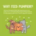 Weruva Pumpkin Patch Up! Supplement for Cats and Dogs - Digestive Support, Pureed Pumpkin, 1.05 OZ image thumbnail 5