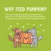 Weruva Pumpkin Patch Up! Supplement for Cats and Dogs - Digestive Support, Pureed Pumpkin, 1.05 OZ image thumbnail 5