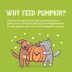 Weruva Pumpkin Patch Up! Supplement for Cats and Dogs - Digestive Support, Pureed Pumpkin, 2.8 OZ image thumbnail 5