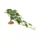 Product Thrive Ivy Plant