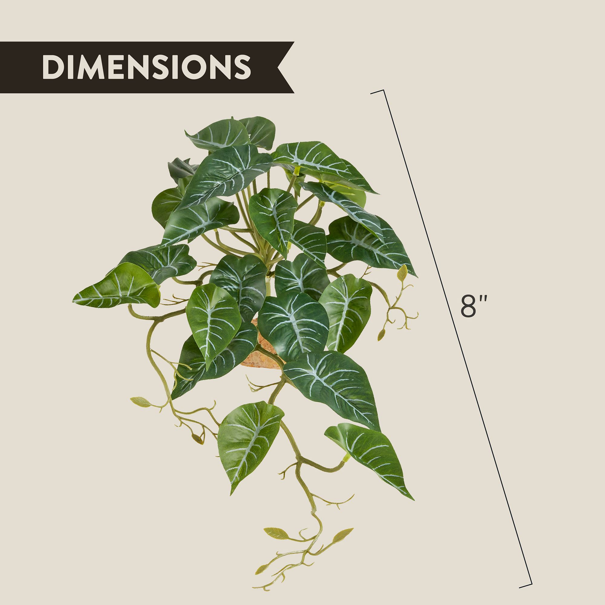 Thrive Ivy Plant - Terrarium Plant Decor - thumbnail 2