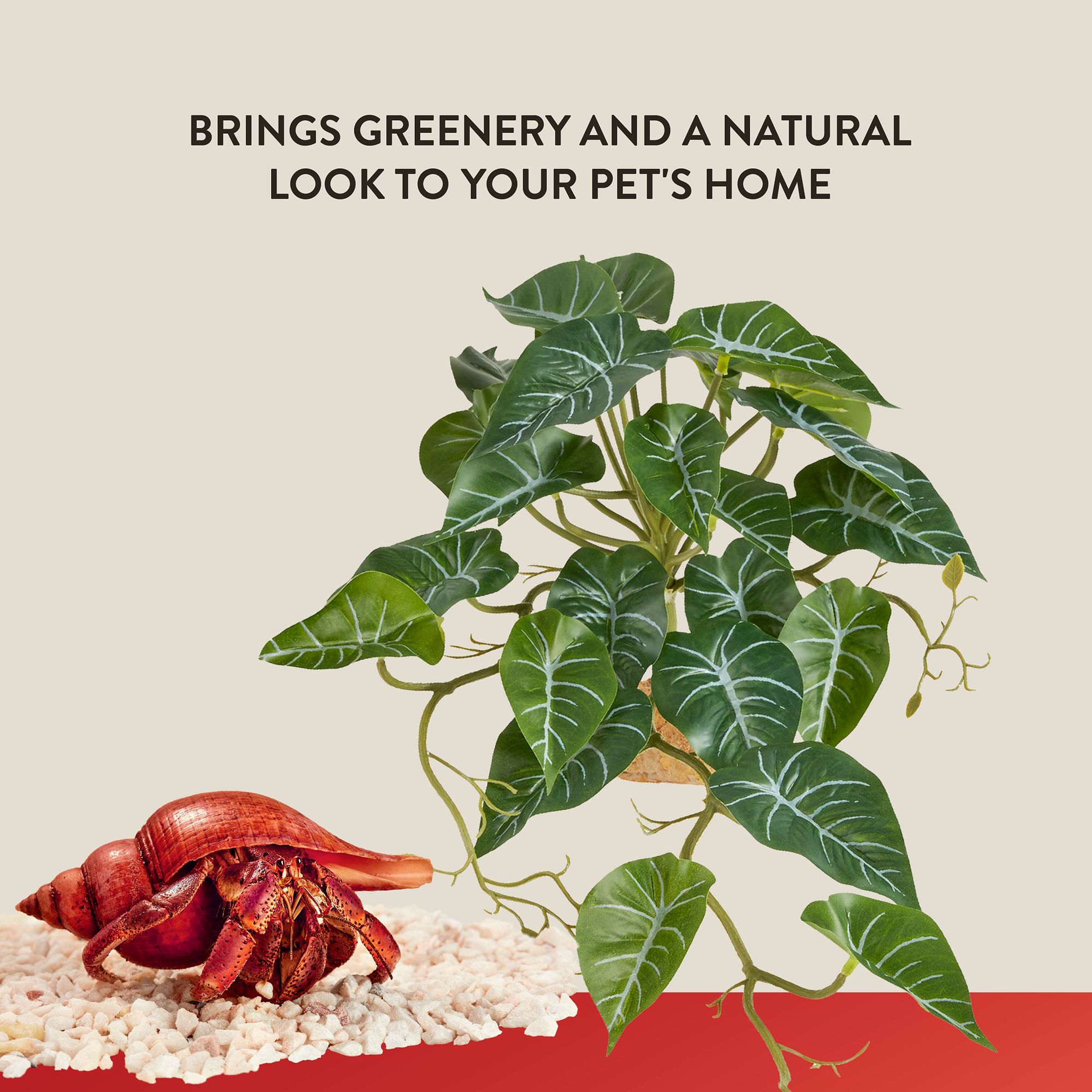 Thrive Ivy Plant - Terrarium Plant Decor - thumbnail 3
