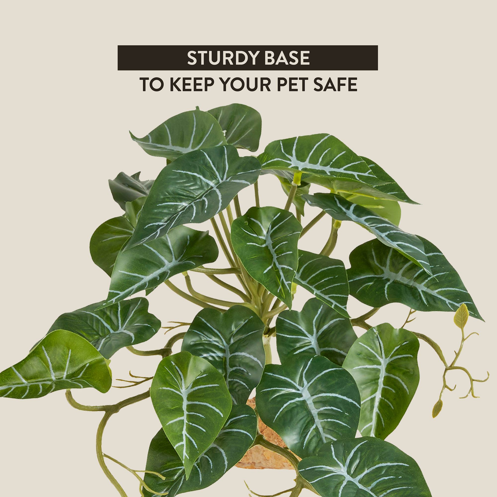 Thrive Ivy Plant - Terrarium Plant Decor - thumbnail 4