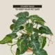 Product Thrive Ivy Plant