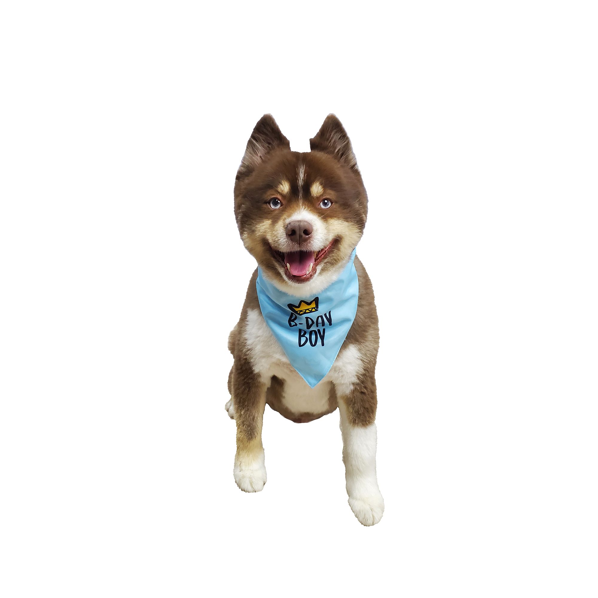 Dog bandanas petsmart best sale