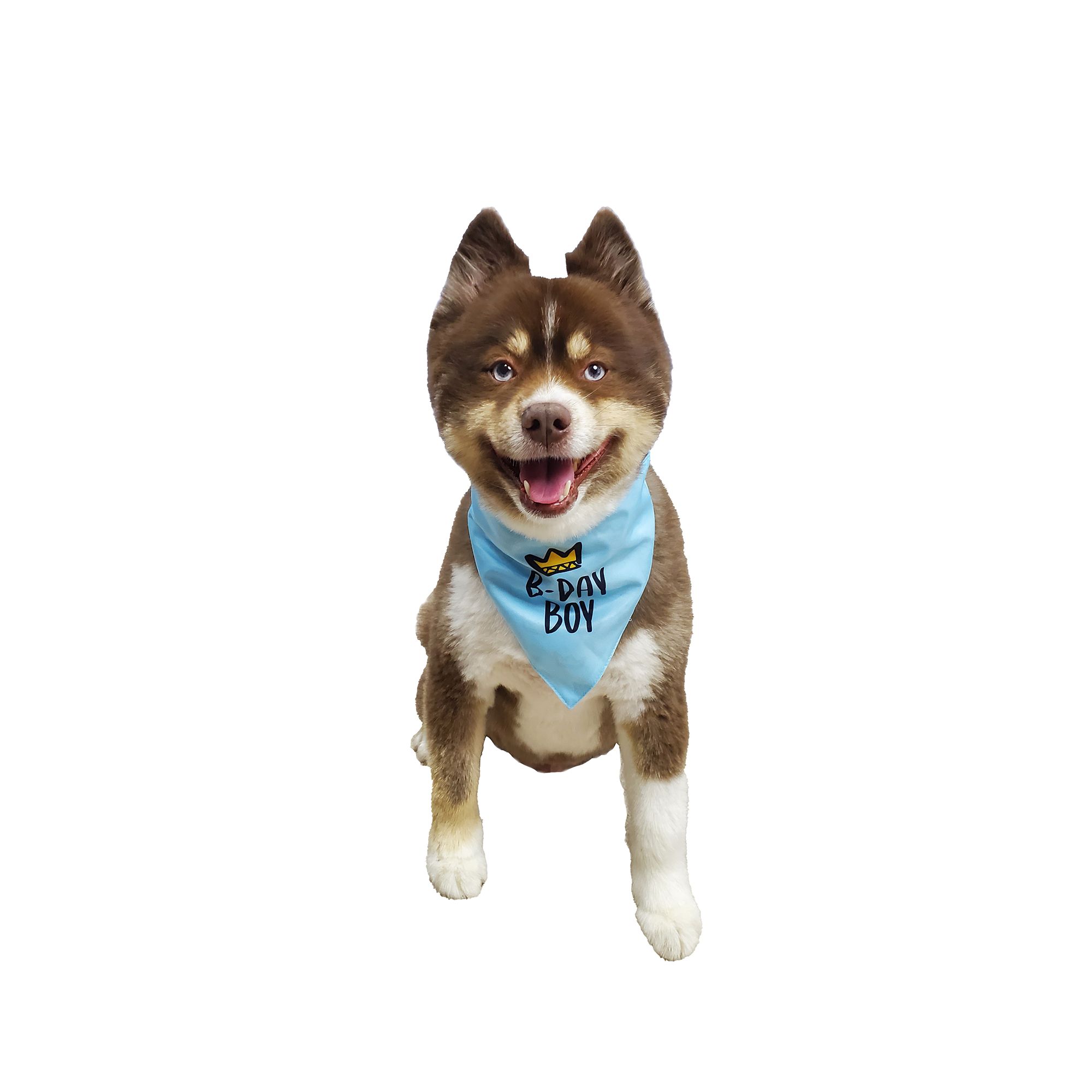 Hip Doggie Birthday Boy Reversible Scrunchy Dog Bandana