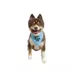 Hip Doggie Birthday Boy Reversible Scrunchy Dog Bandana image thumbnail 3