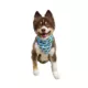 Product Hip Doggie Birthday Boy Reversible Scrunchy Dog Bandana