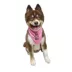 Hip Doggie Birthday Girl Reversible Scrunchy Dog Bandana image thumbnail 3