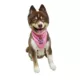 Product Hip Doggie Birthday Girl Reversible Scrunchy Dog Bandana