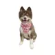 Product Hip Doggie Birthday Girl Reversible Scrunchy Dog Bandana