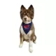 Product Hip Doggie Love Reversible Scrunchy Dog Bandana