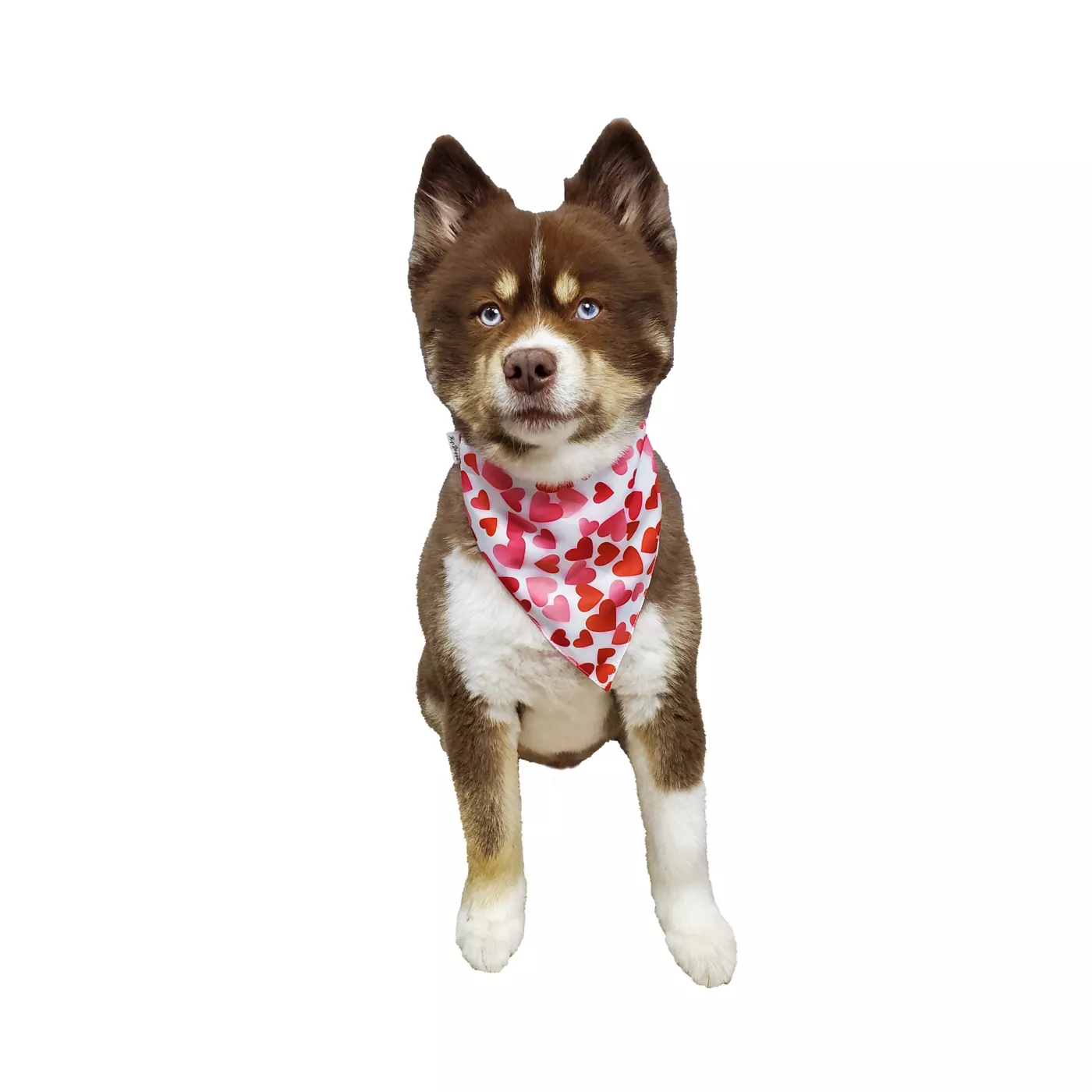 Dog bandanas petsmart hotsell