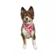 Product Hip Doggie Love Reversible Scrunchy Dog Bandana