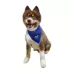 Hip Doggie Prince Reversible Scrunchy Dog Bandana image thumbnail 3
