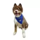 Product Hip Doggie Prince Reversible Scrunchy Dog Bandana