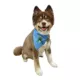 Product Hip Doggie Prince Reversible Scrunchy Dog Bandana