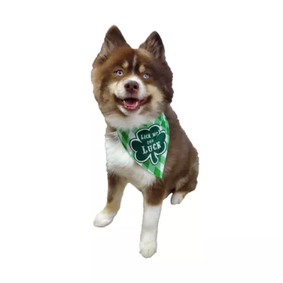 Product Hip Doggie St. Patrick's Day "Lick Me For Luck" Shamrock Reversible Scrunchy Dog Bandana