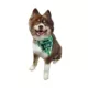 Product Hip Doggie St. Patrick's Day "Lick Me For Luck" Shamrock Reversible Scrunchy Dog Bandana