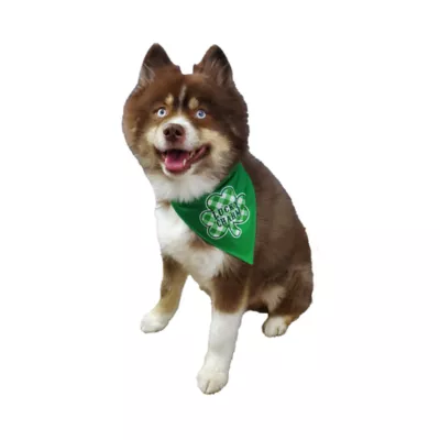 Product Hip Doggie St. Patrick's Day "Lick Me For Luck" Shamrock Reversible Scrunchy Dog Bandana