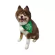 Product Hip Doggie St. Patrick's Day "Lick Me For Luck" Shamrock Reversible Scrunchy Dog Bandana