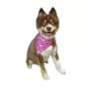 Product Hip Doggie Princess Reversible Scrunchy Dog Bandana