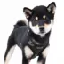 Puppia® Soft Superior "A" Dog Harness image thumbnail 3