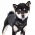 Puppia® Soft Superior "A" Dog Harness image thumbnail 3