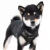 Puppia® Soft Superior "A" Dog Harness image thumbnail 3