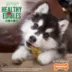 Nylabone® Healthy Edibles® Puppy Chew Dog Treats - Lamb & Apple image thumbnail 7