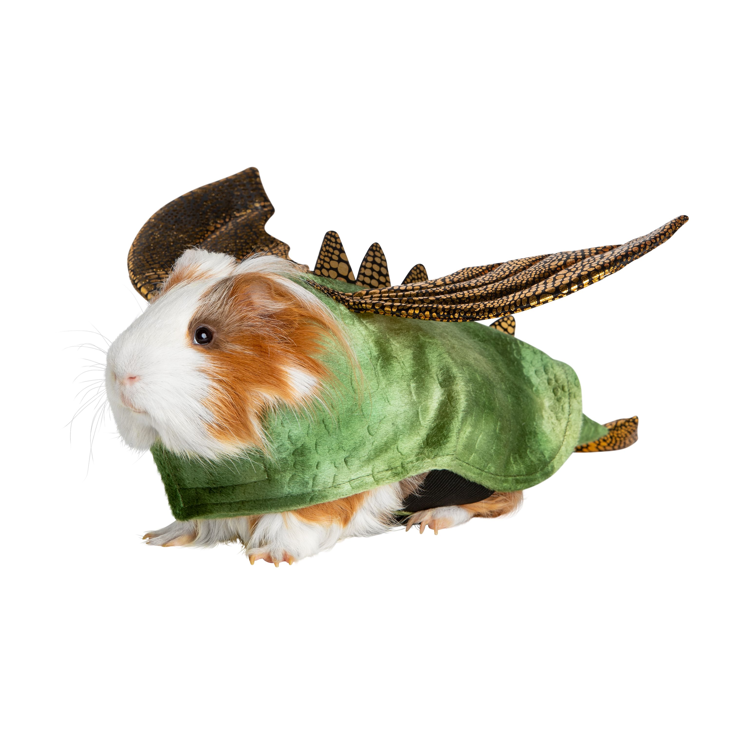 PetSmart has Halloween costumes for guinea pigs and they're the