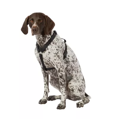 Product Top Paw® Basic Nylon Dog Harness