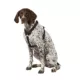 Product Top Paw® Basic Nylon Dog Harness