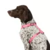 Top Paw® Basic Nylon Dog Harness image thumbnail 2