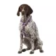 Product Top Paw® Gunmetal Adjustable Dog Harness