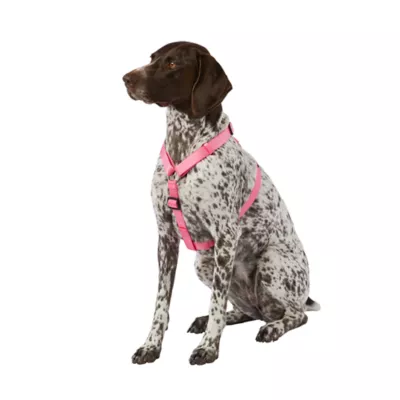 Product Top Paw® Basic Nylon Dog Harness