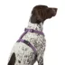 Top Paw® Basic Nylon Dog Harness image thumbnail 2