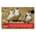 Kalmbach Feeds® 20% Flock Maker® Pellet image thumbnail 5