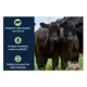 Product Kalmbach Feeds® 14% Stocker Grower Cattle Feed