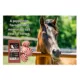 Product Sweet N Salty Peppermint Salt Brick for Horses