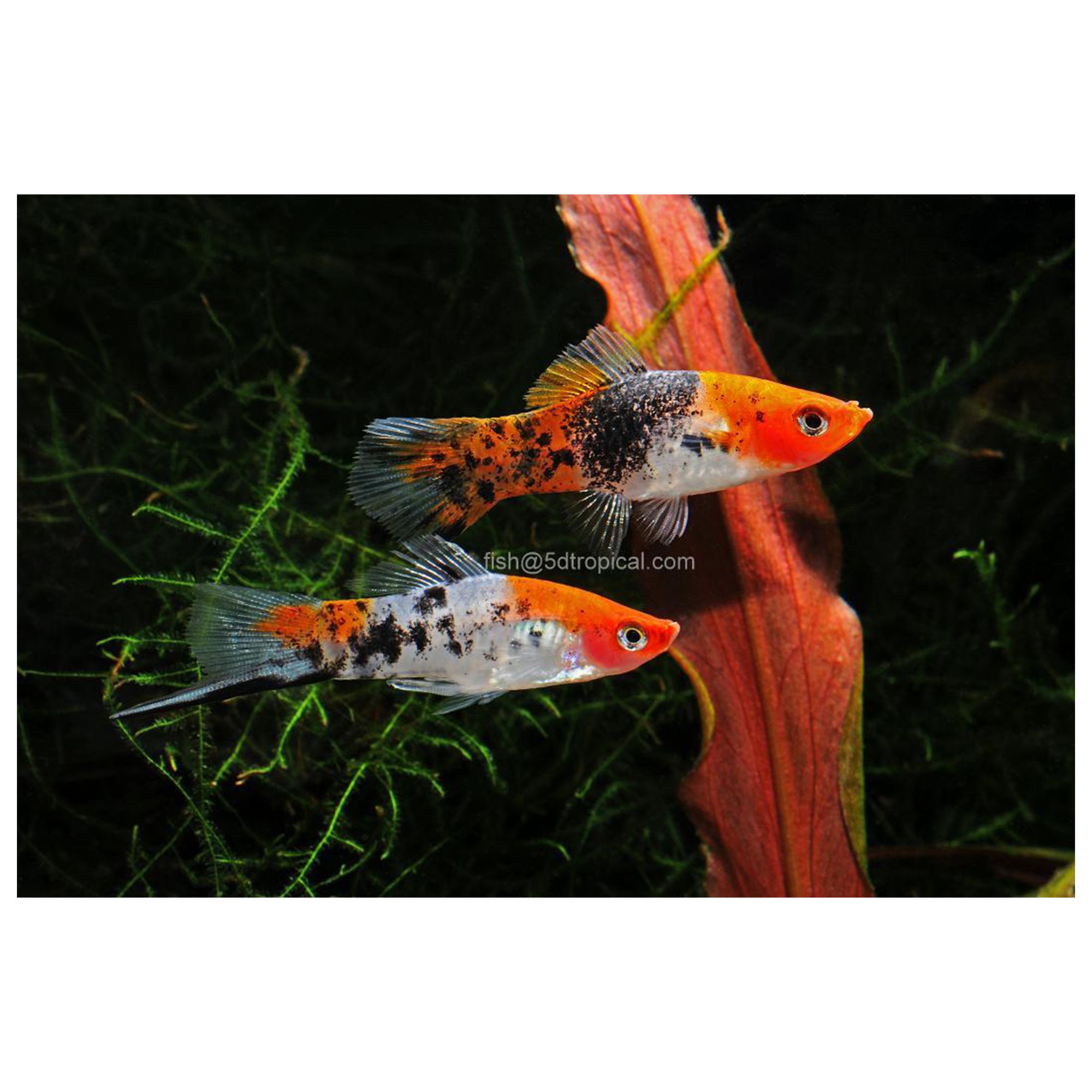 Petsmart koi hotsell