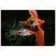 Product Sanke Swordtail