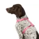 Product Top Paw® Gunmetal Adjustable Dog Harness