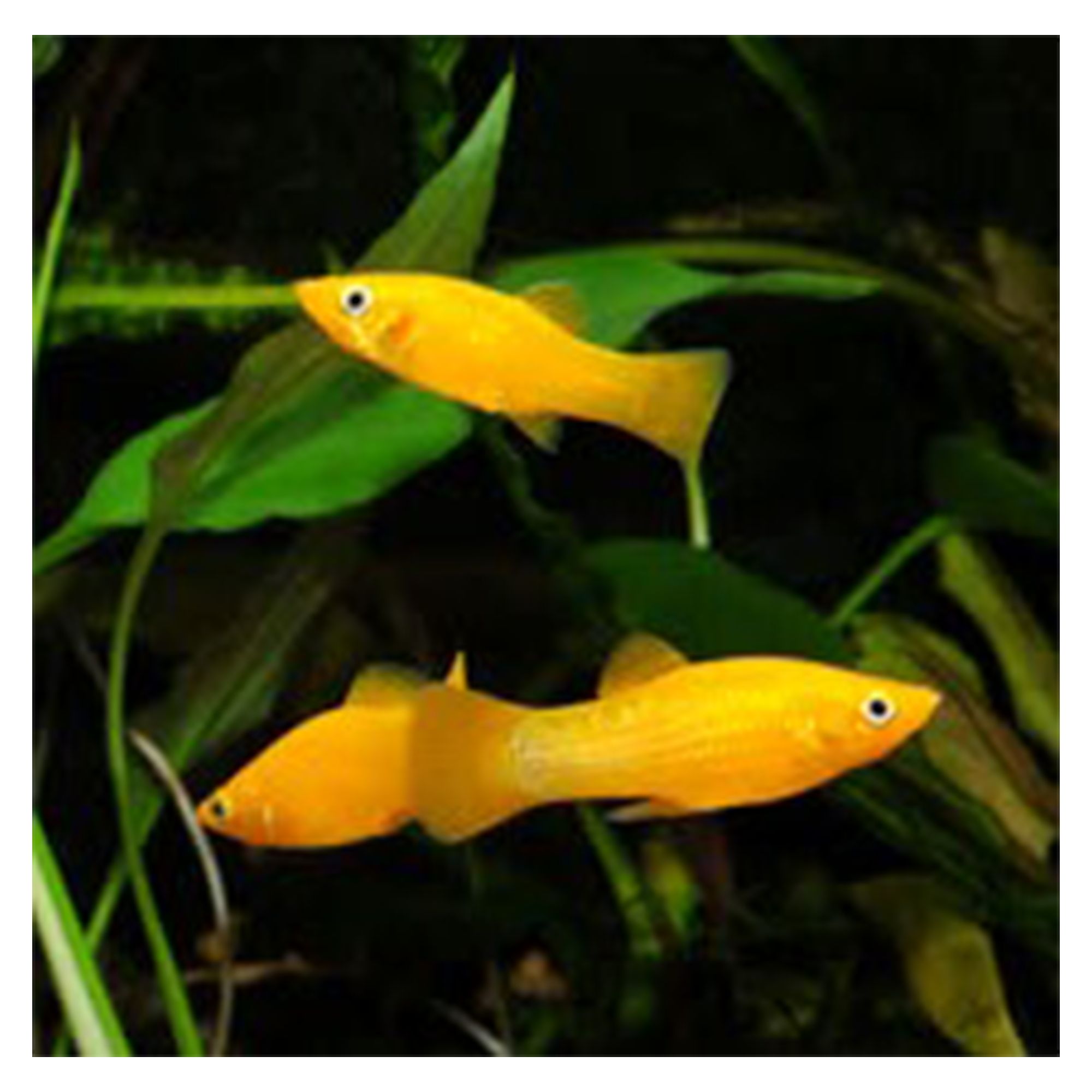 Molly feeder fish best sale